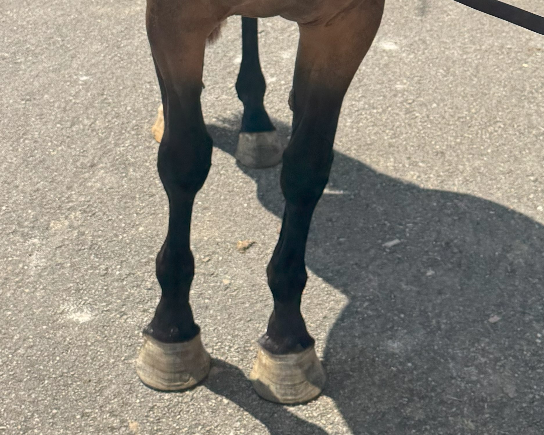 horse